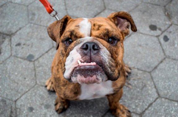 why-is-buying-pet-supplies-online-a-great-option