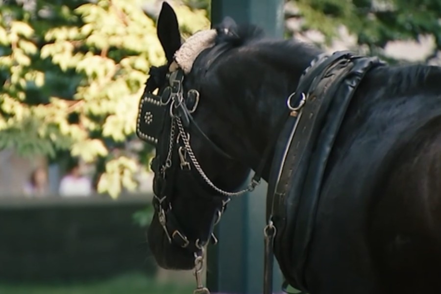 Statement From The Central Park Conservancy On Horse’s Tragic Death In Central Park