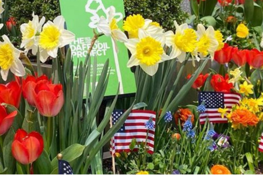 Hey Harlem, The 2026 Daffodil Project Is Live And Free, What A Deal – Register Now!