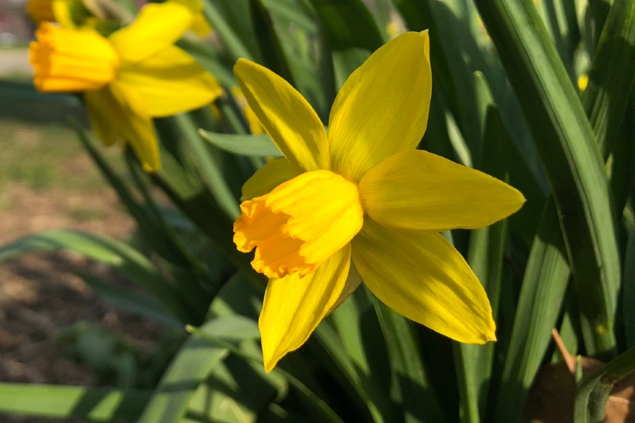 9/11 Memorial The Daffodil Project Celebrates 25 Years Of Remembrance From Harlem To Hollis